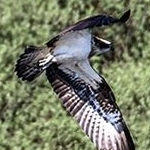 204A3290  Balbuzard pêcheur